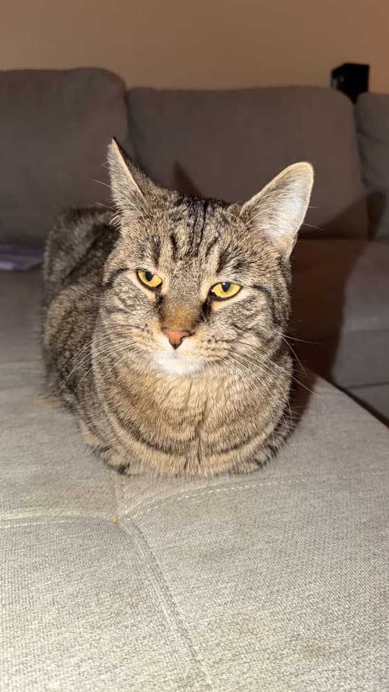Dewalt - Domestic Short Hair