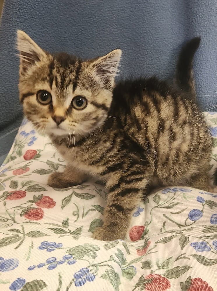 Swat - Domestic Short Hair