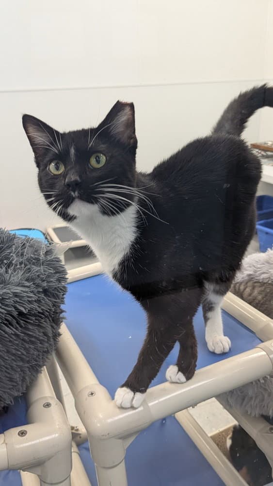 Unknown - Domestic Short Hair