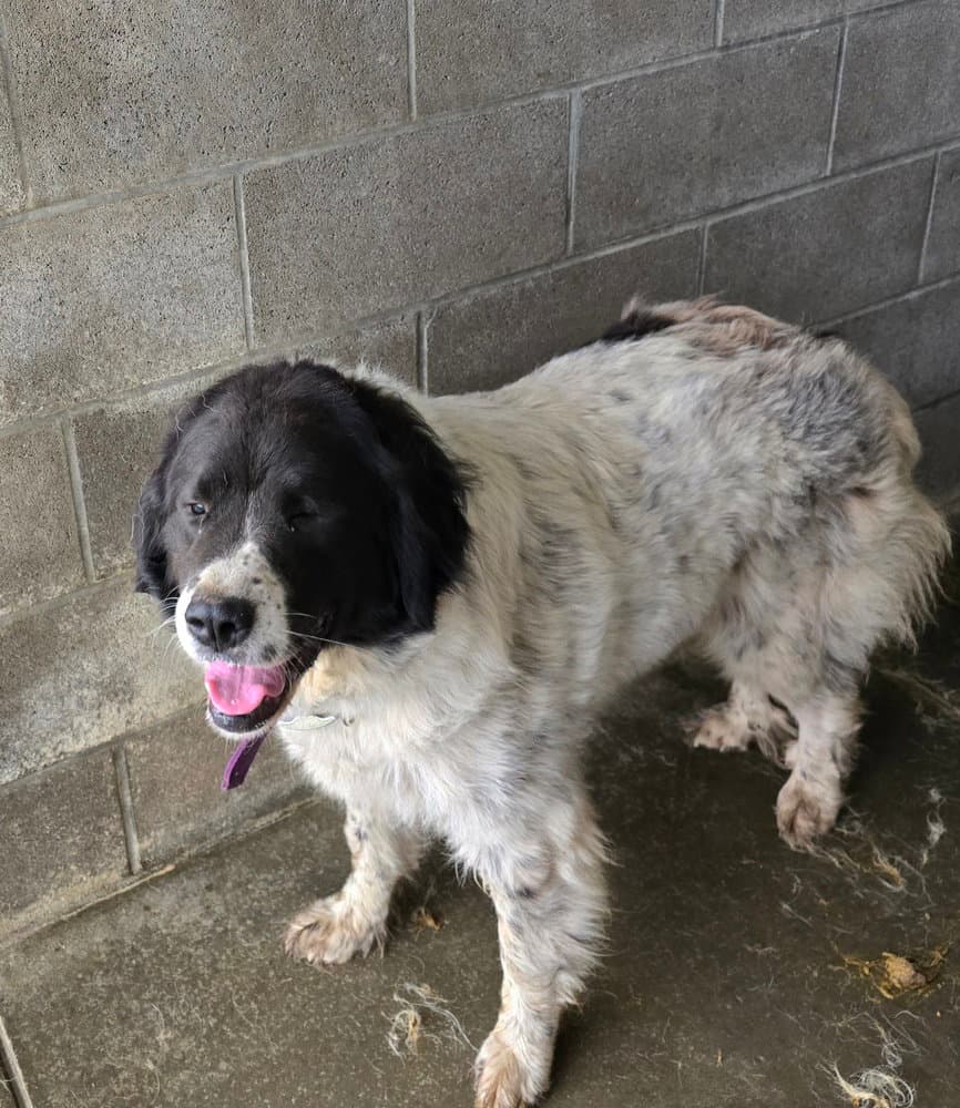 Shirley - Great Pyrenees