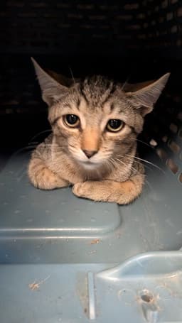 Gato image 1