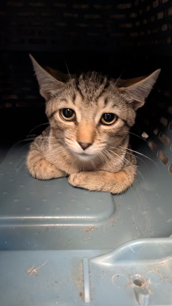 Gato - Domestic Short Hair