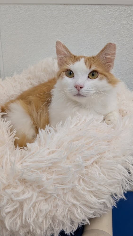 Coffee - Domestic Medium Hair