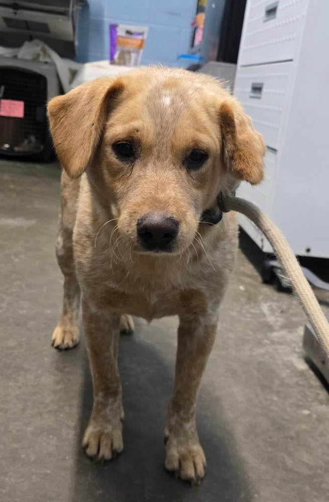 Lonestar - Cattle Dog