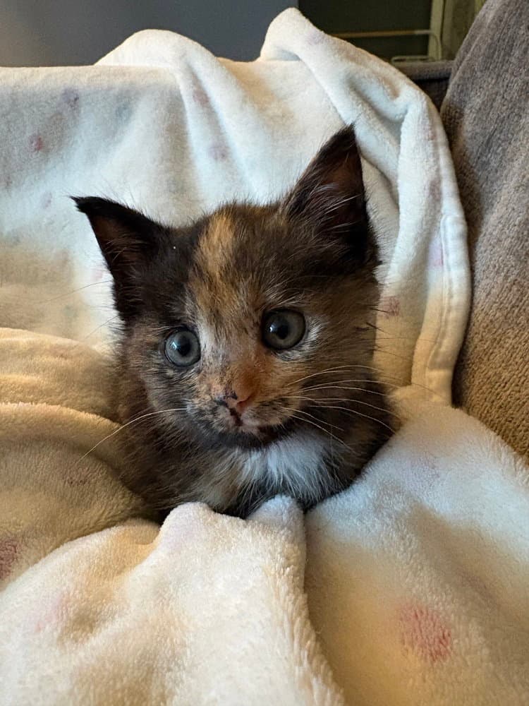 Folklore - Domestic Short Hair