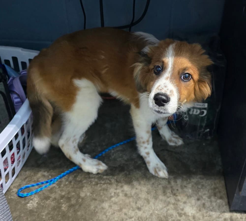 Sorgho - Australian Shepherd