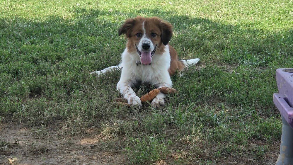 Sorgho - Australian Shepherd