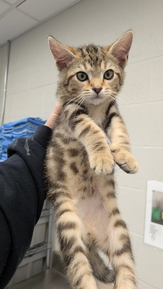 Eli - Domestic Short Hair