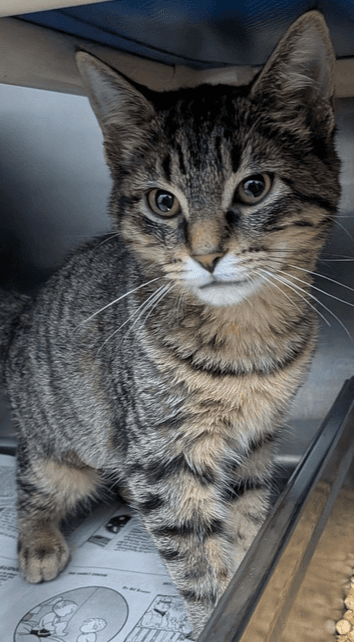 Gwyneth - Domestic Short Hair
