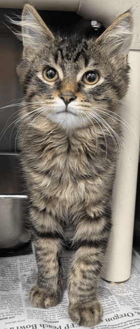 Bron - Domestic Short Hair
