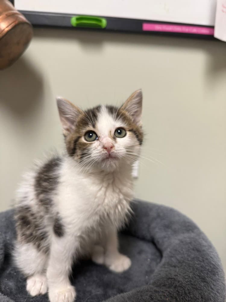 Dotty - Domestic Short Hair