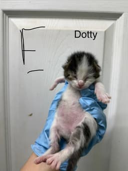 Dotty image 3