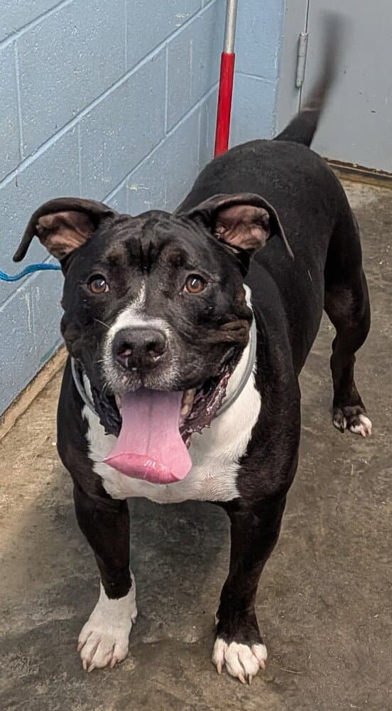 Cass - Pit Bull Terrier