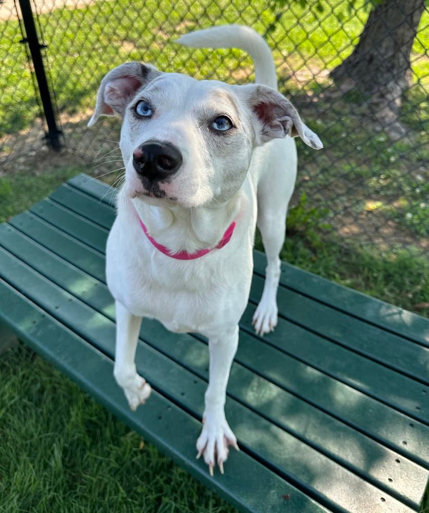 Dixie - Terrier