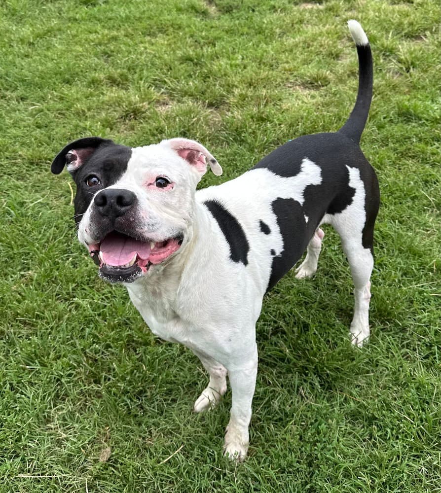 Max - Pit Bull Terrier
