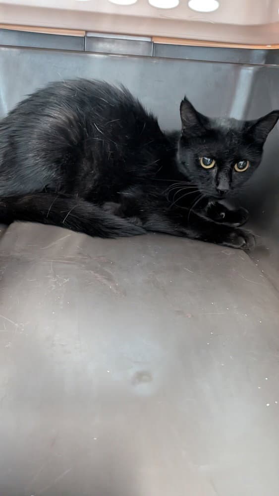 Pom - Domestic Short Hair