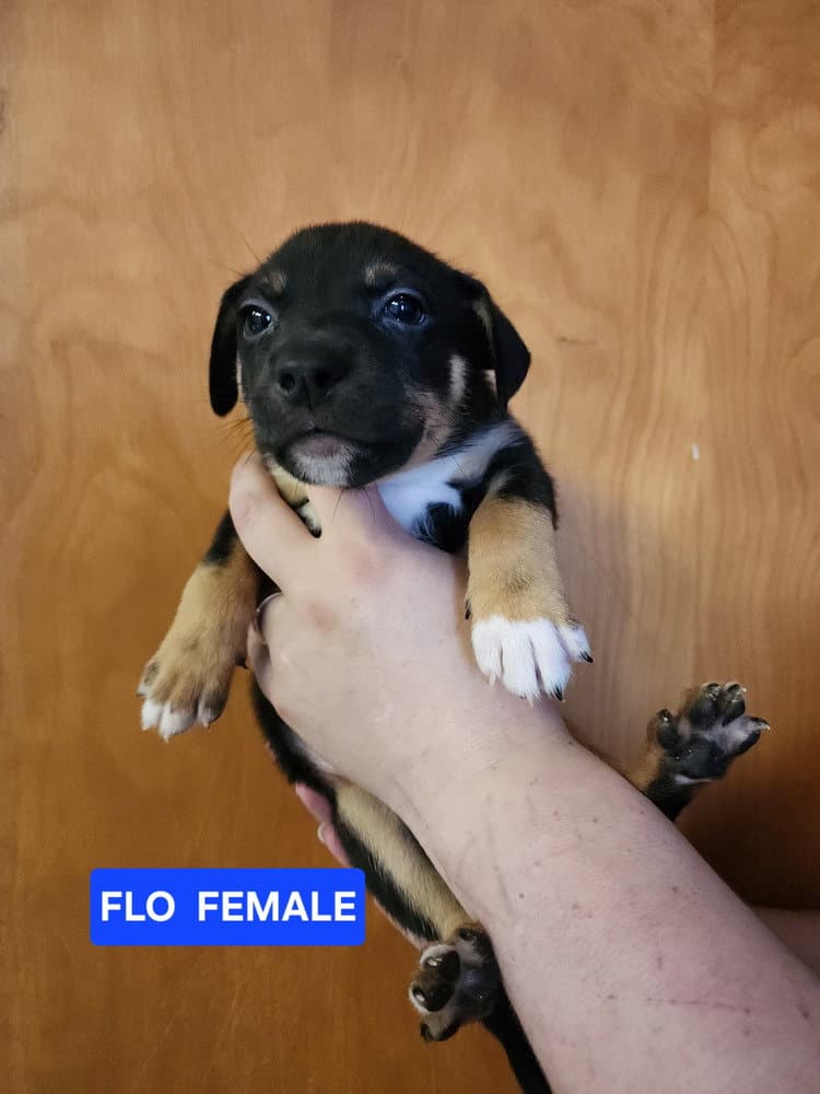 Flo - Pit Bull Terrier