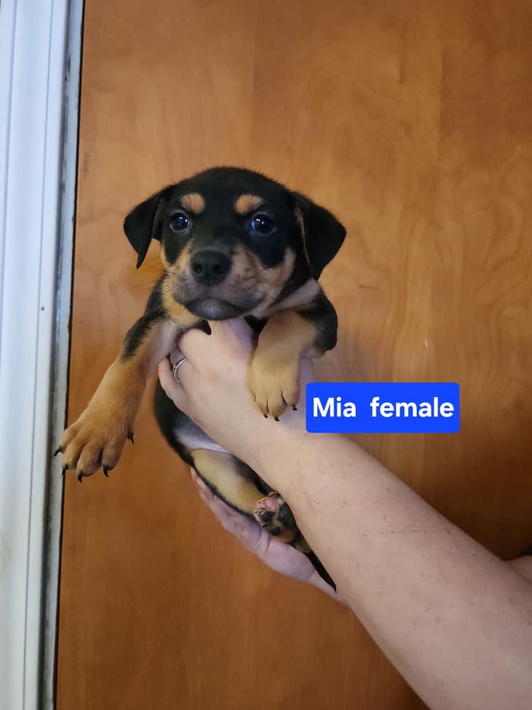 Mia - Pit Bull Terrier