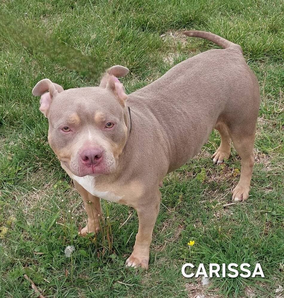 Carissa - American Bulldog