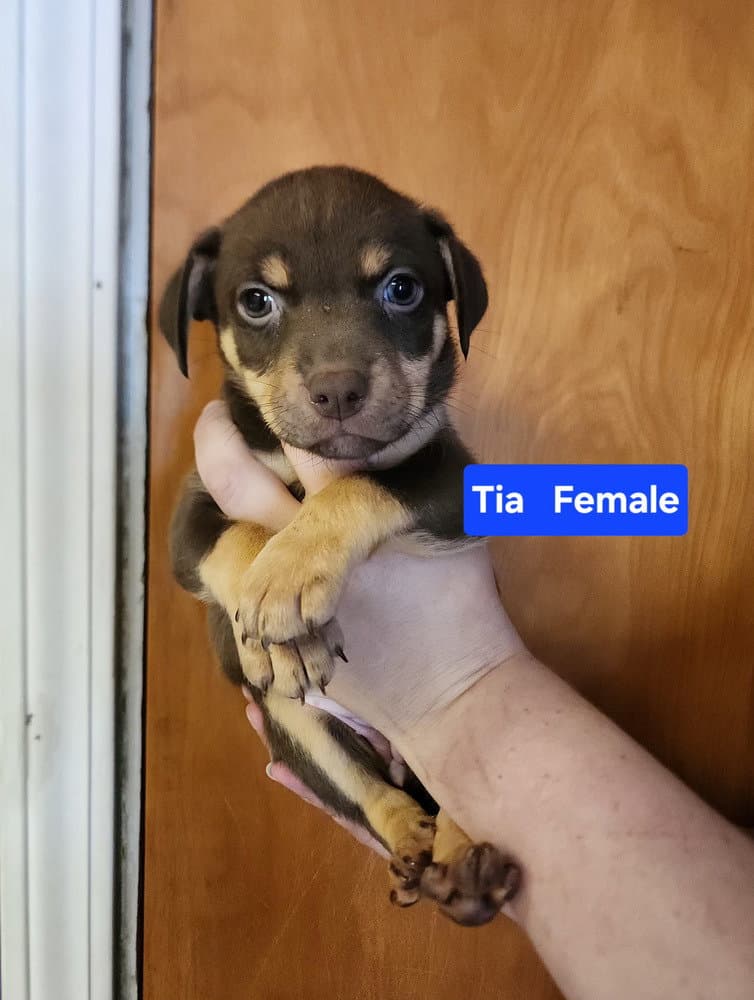 Tia - Pit Bull Terrier