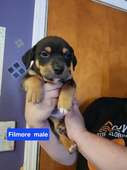 Filmore image 1