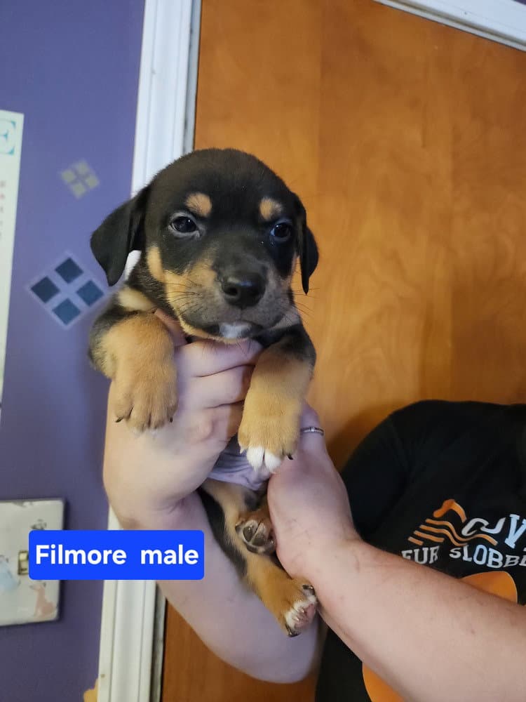 Filmore - Pit Bull Terrier