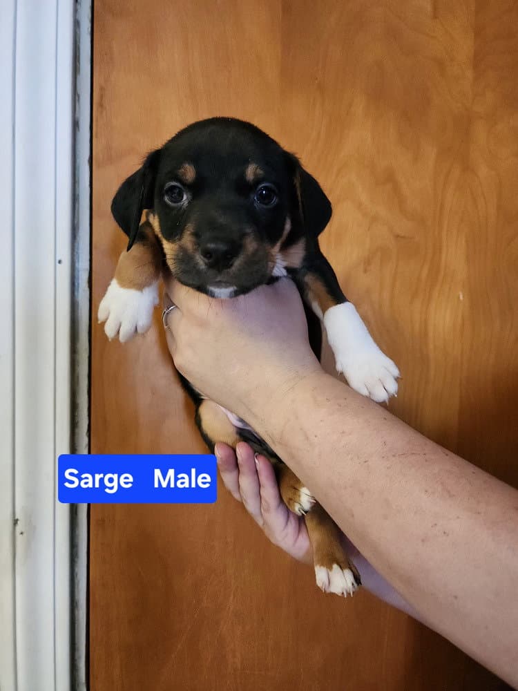 Sarge - Pit Bull Terrier