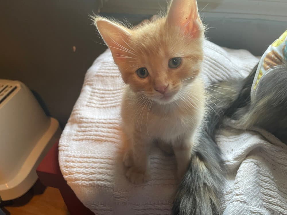 Rampage - Domestic Short Hair