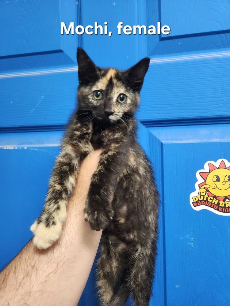 Mochi - Domestic Short Hair