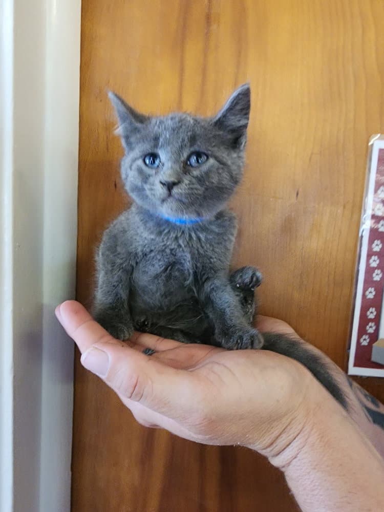 Moss - Domestic Short Hair