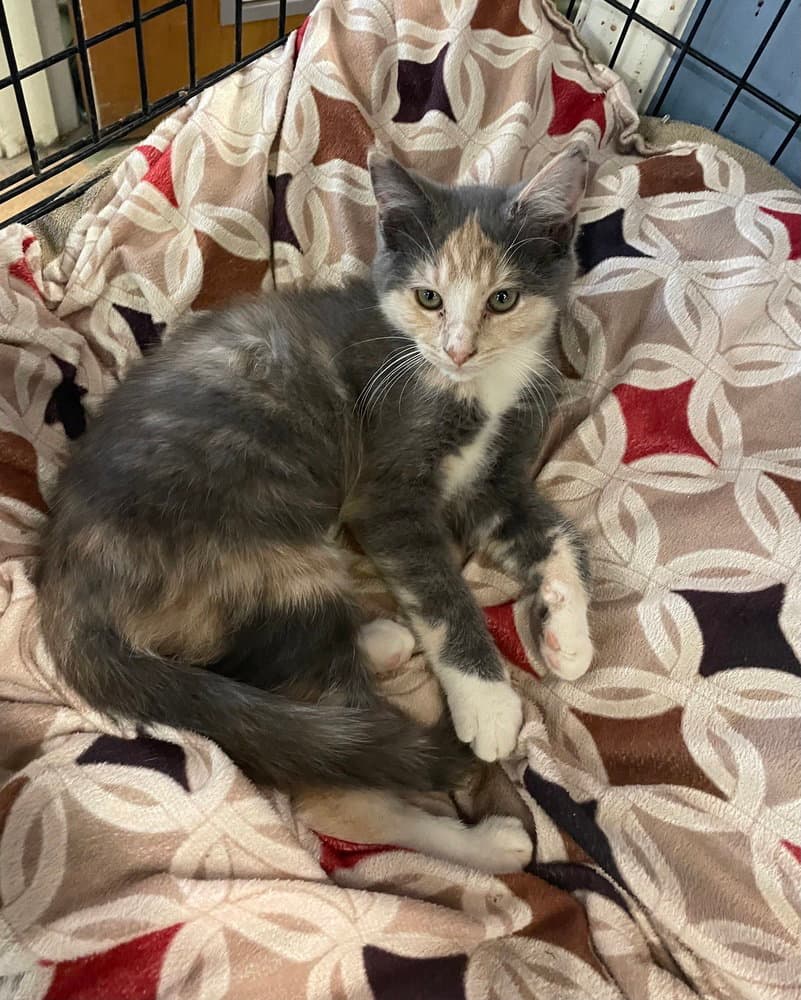 Gloop - Domestic Short Hair