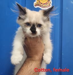 Cotton image 1