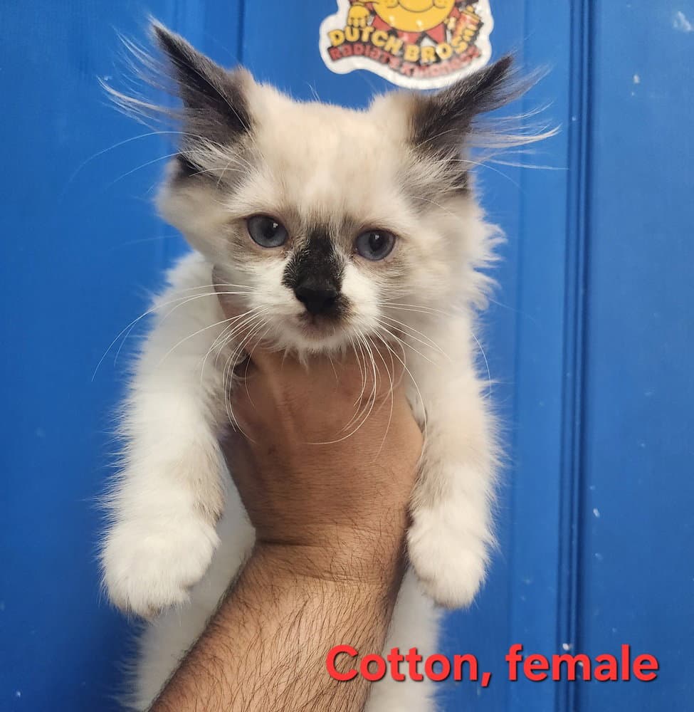 Cotton - Himalayan