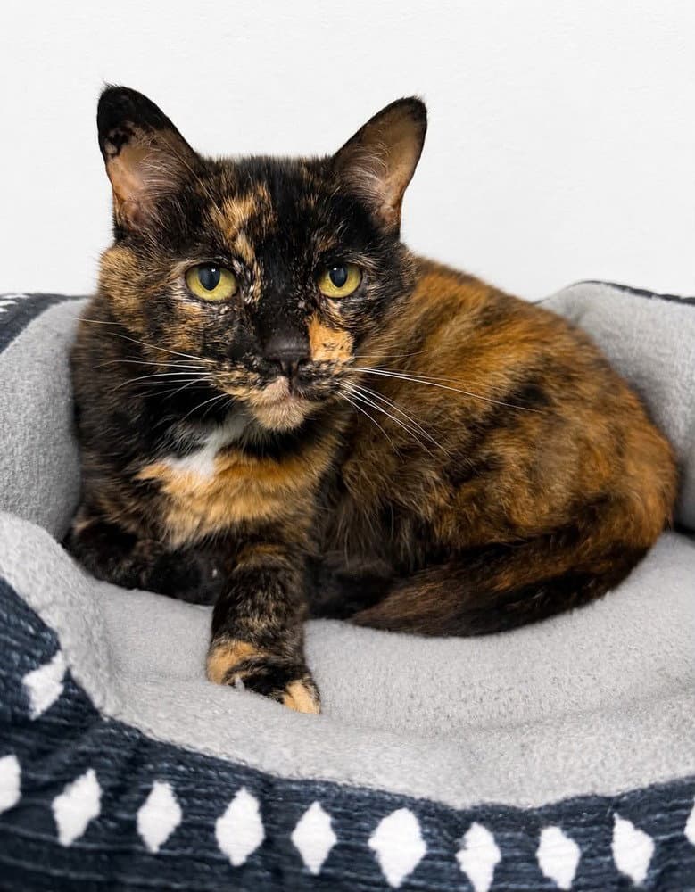 Riya - Domestic Short Hair