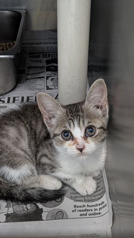 Orphan Annie - Domestic Short Hair