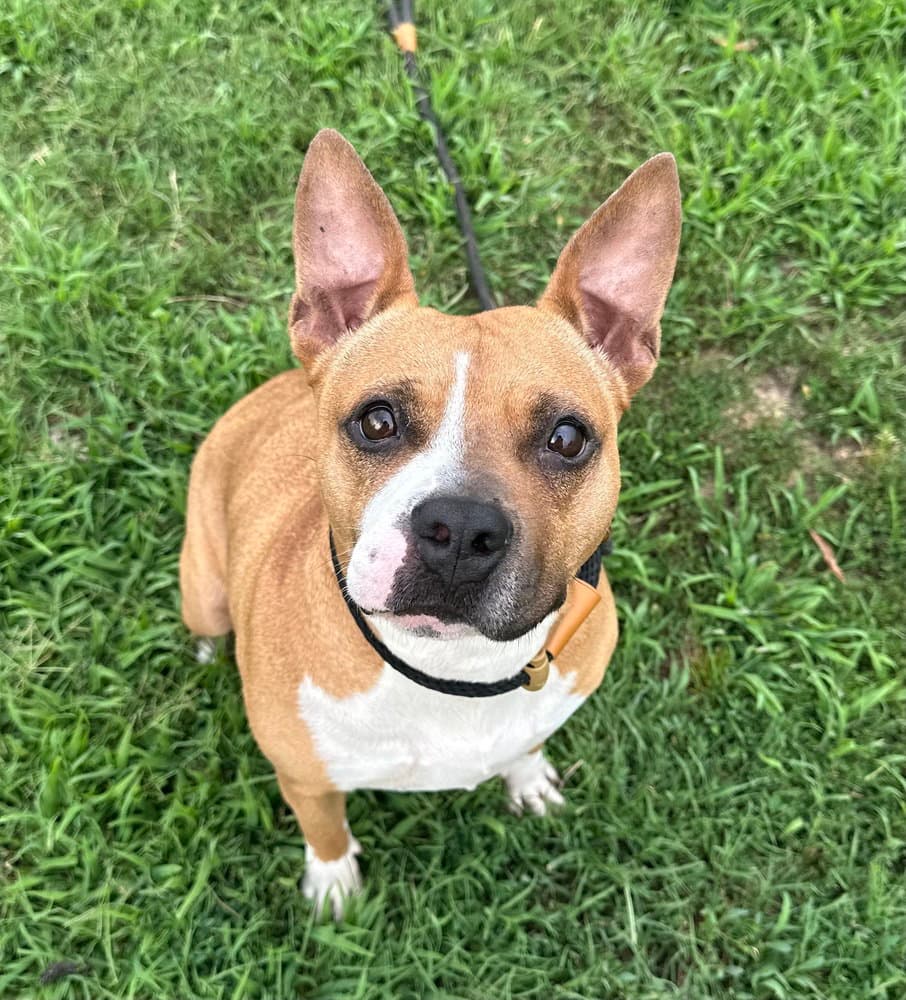 Honeybun - Pit Bull Terrier