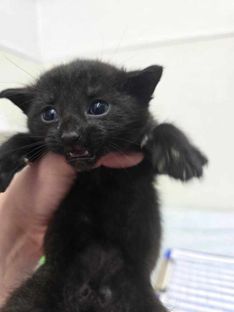 Camden - Domestic Short Hair