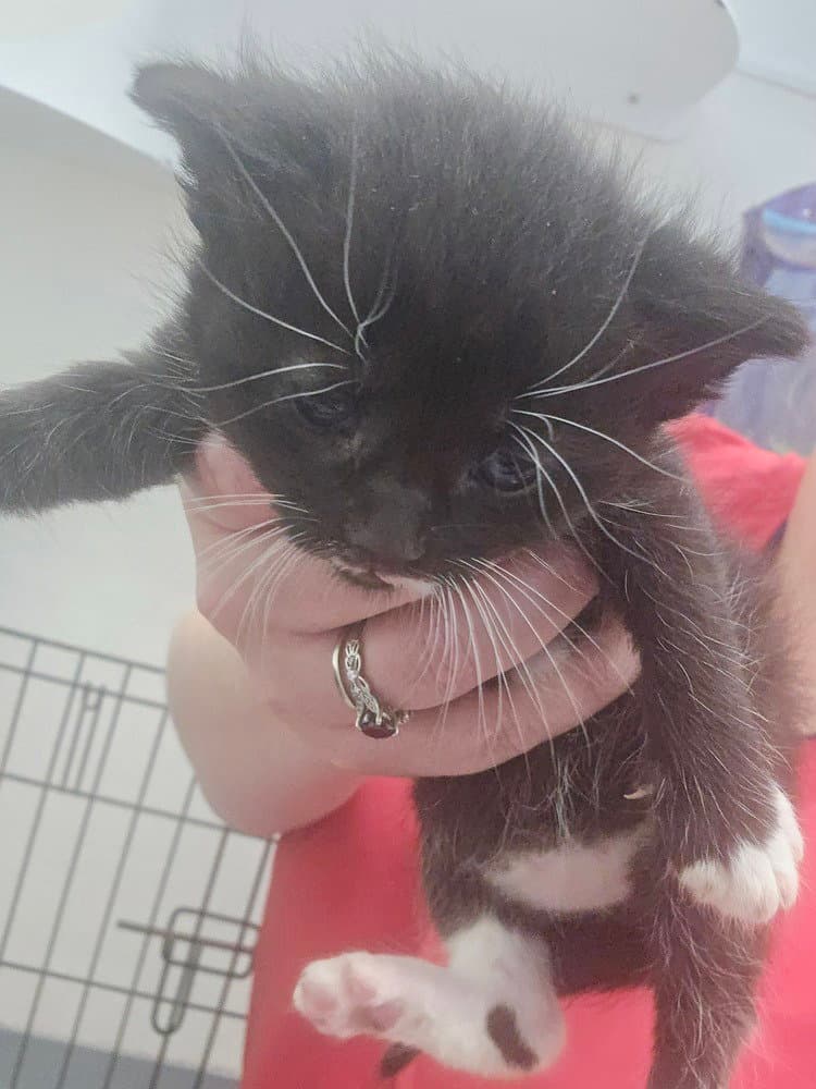 Cora - Domestic Short Hair