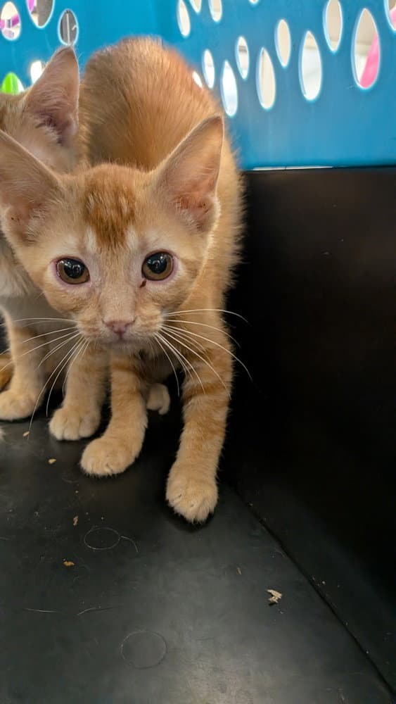 Joplin - Domestic Short Hair
