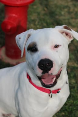Murphy image 1