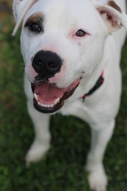 Murphy image 2