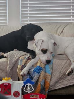 Murphy image 3