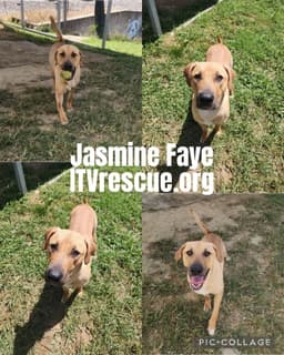 Jasmine Faye image 2