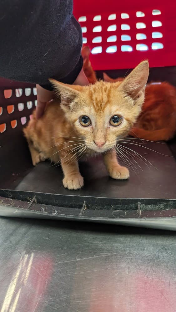 Madonna - Domestic Short Hair