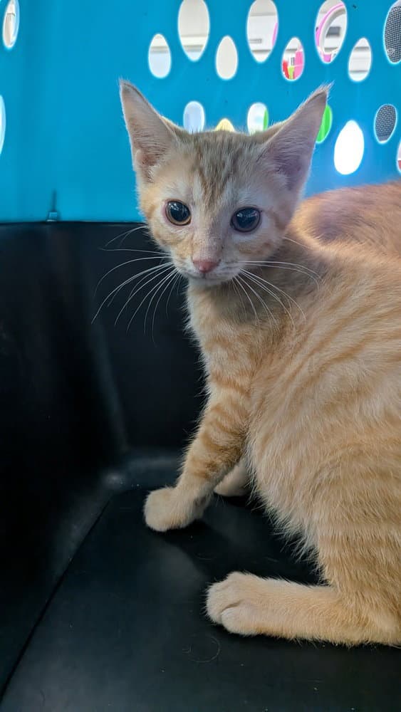 Mick - Domestic Short Hair