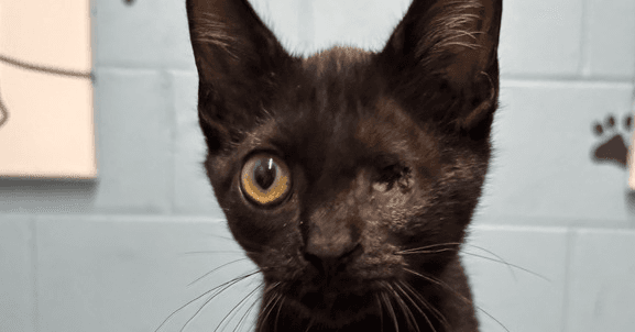 Leela - Domestic Short Hair