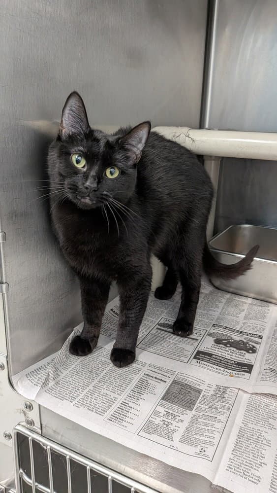 Niki May - Domestic Short Hair