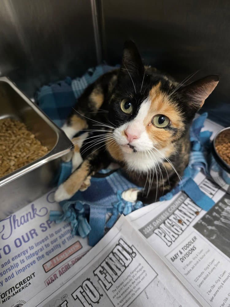 Styrofoam - Domestic Short Hair