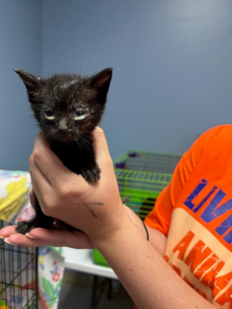 Grace - Domestic Short Hair