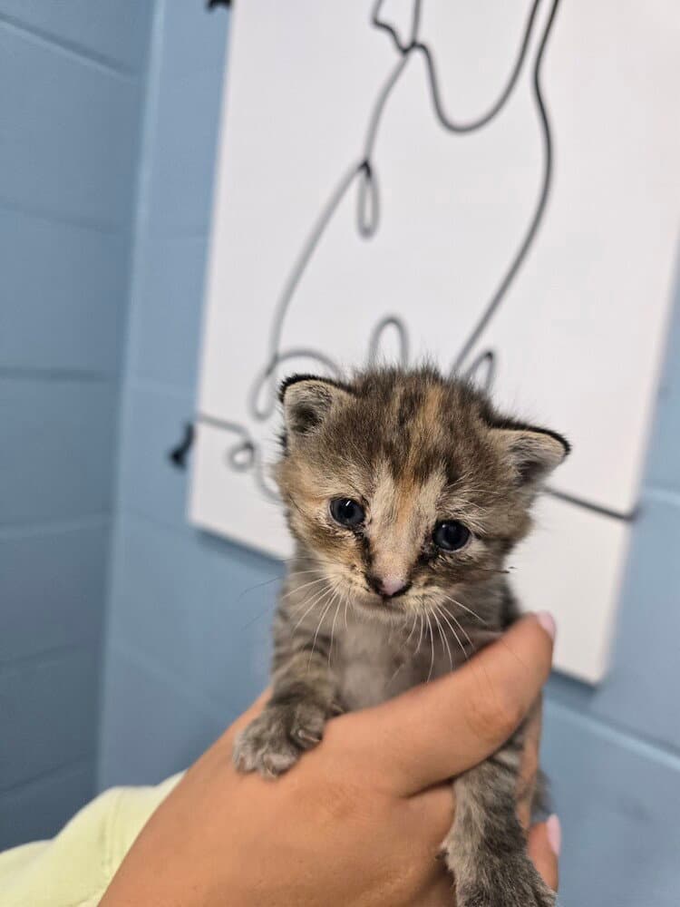 Cup - Domestic Short Hair